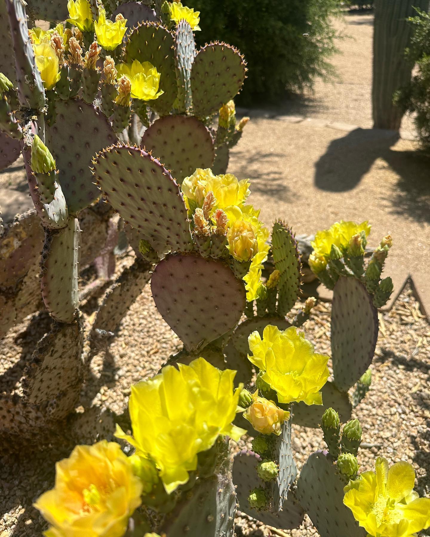 cactus_flowers