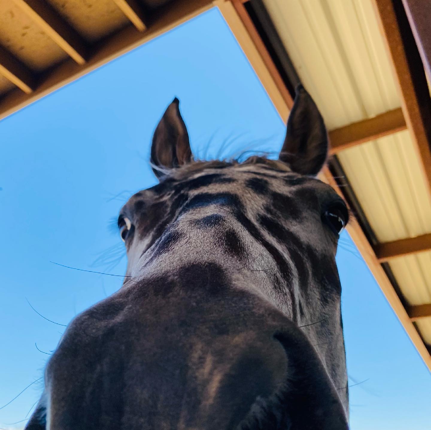 horse_nose