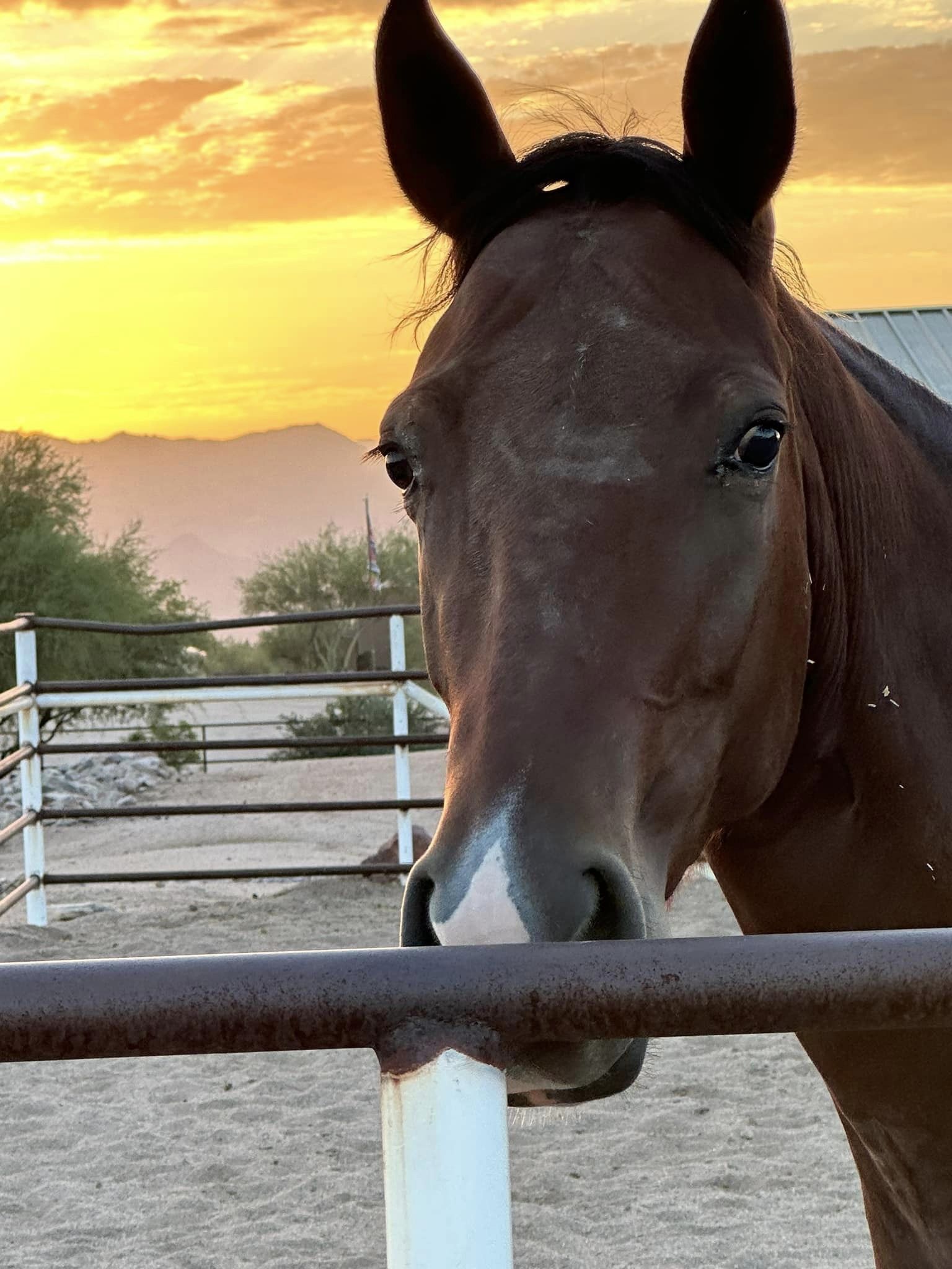 horse_sunset
