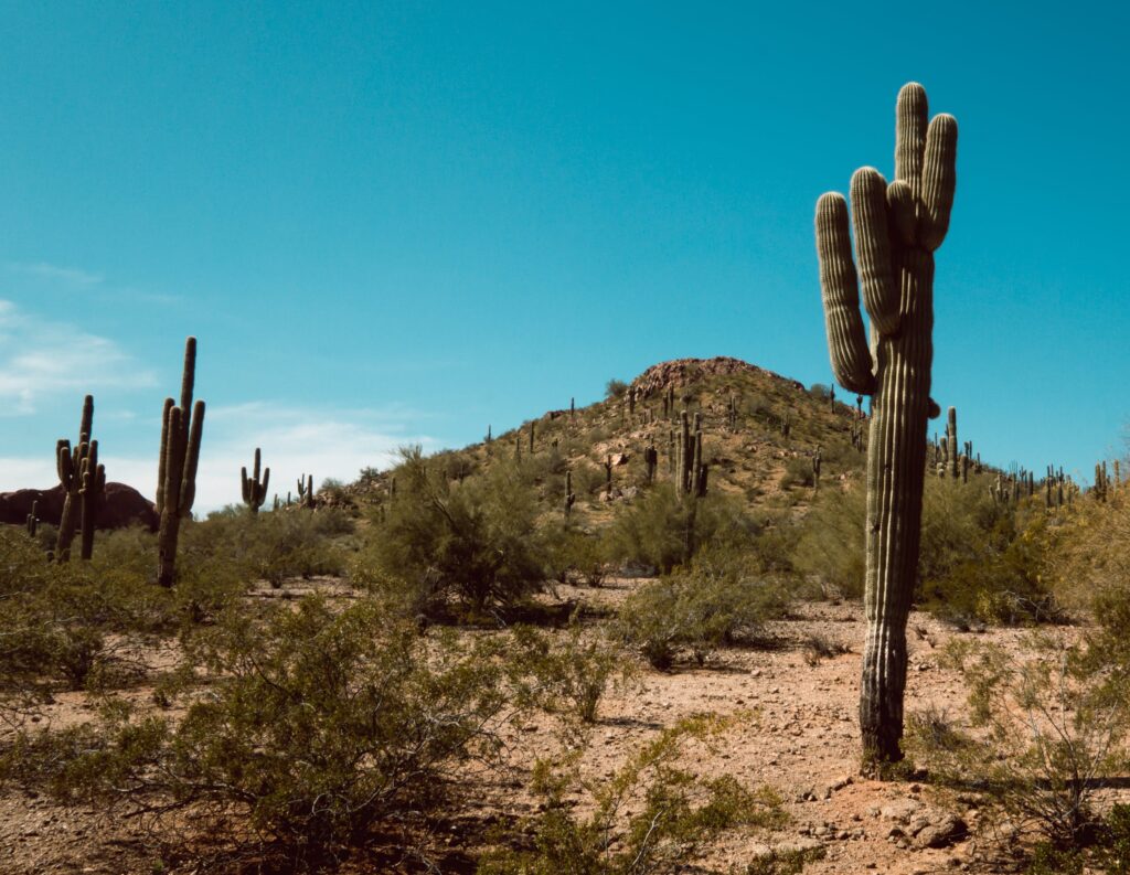 saguaro_hill